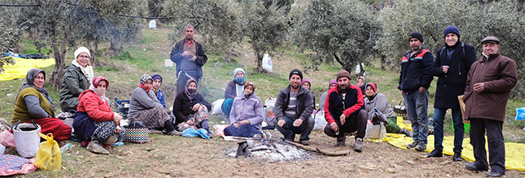 olive harvesting families